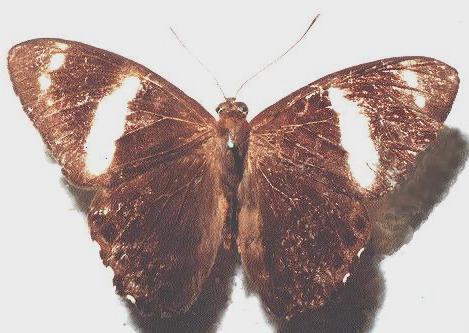 Praetaxila segecia