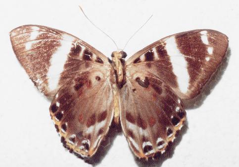 Praetaxila segecia