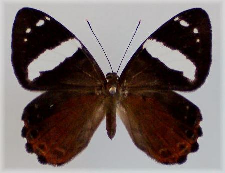 Praetaxila segecia