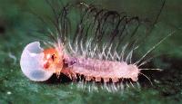 Praetaxila segecia