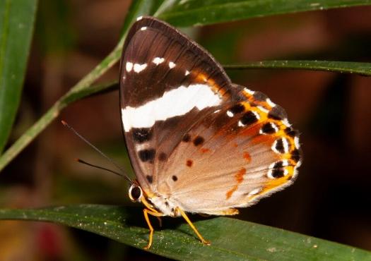 Praetaxila segecia