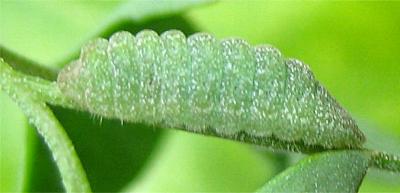Theclinesthes serpentatus