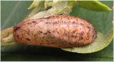 Theclinesthes serpentatus