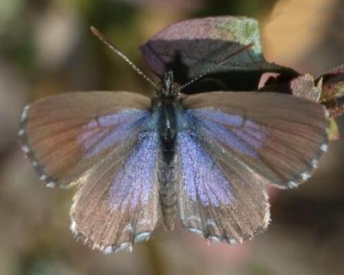 Theclinesthes serpentatus