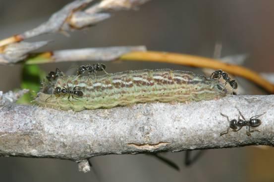 Paralucia spinifera