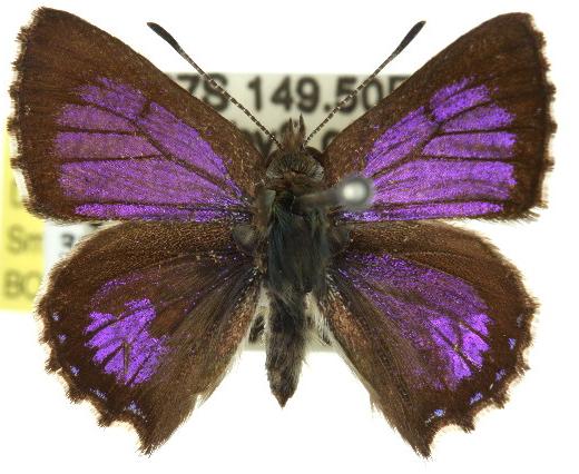 Paralucia spinifera