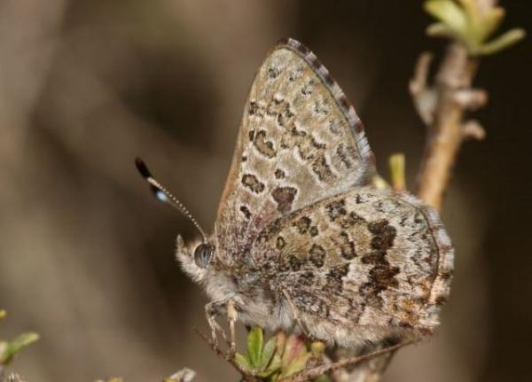 Paralucia spinifera