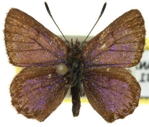 Paralucia spinifera