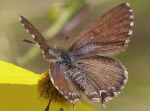 Theclinesthes sulpitius
