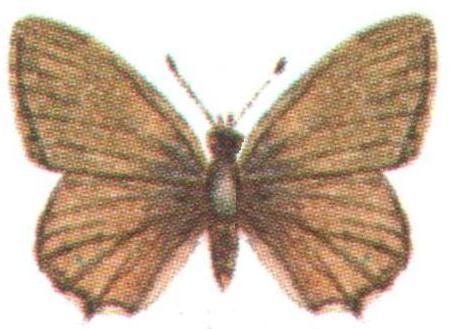 Theclinesthes sulpitius