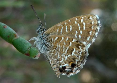 Theclinesthes sulpitius