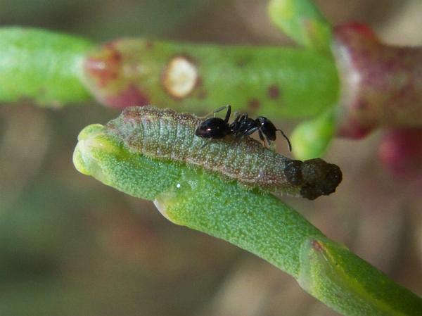 Theclinesthes sulpitius