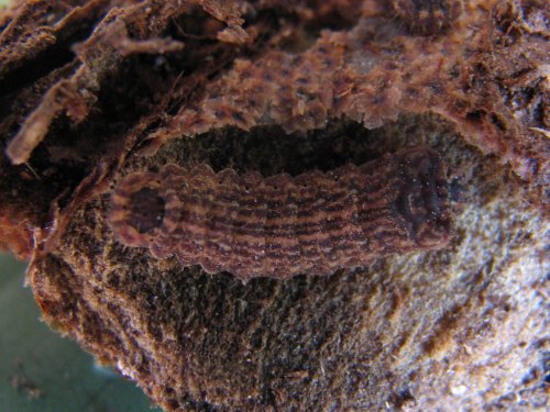 Hypochrysops theon