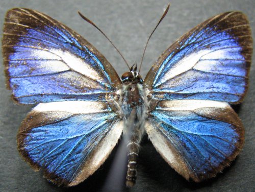 Hypochrysops theon