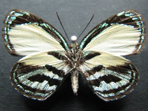 Hypochrysops theon