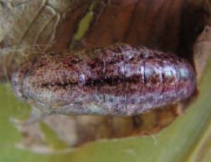 Hypochrysops theon
