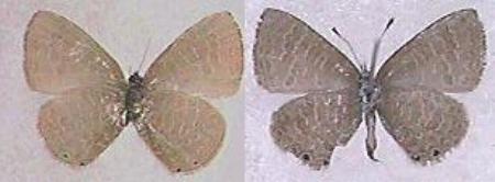 Petrelaea tombugensis