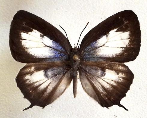 Arhopala wildei