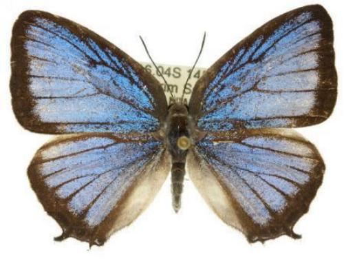 Arhopala wildei