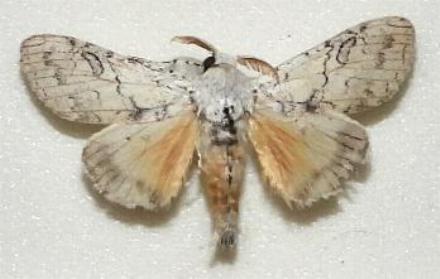 Calliteara farenoides