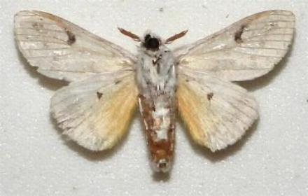 Calliteara farenoides