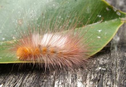Calliteara pura