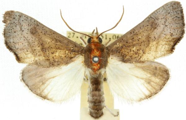Styphlolepis erythrocosma