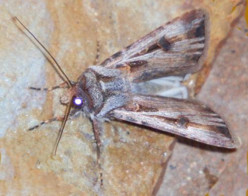 Agrotis emboloma