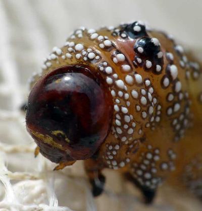 Lophyrotoma zonalis