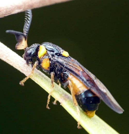 Lophyrotoma zonalis