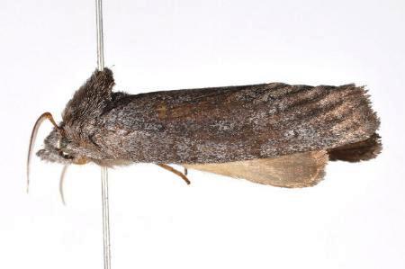 Hobartina eusciera