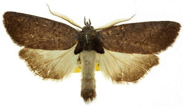Hobartina eusciera