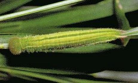 Geitoneura klugii