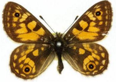 Oreixenica latialis