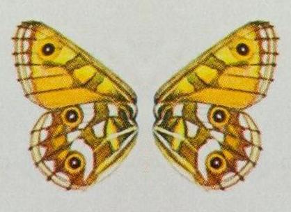 Oreixenica latialis