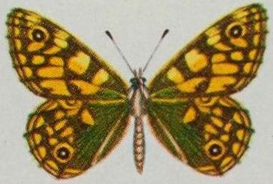 Oreixenica latialis
