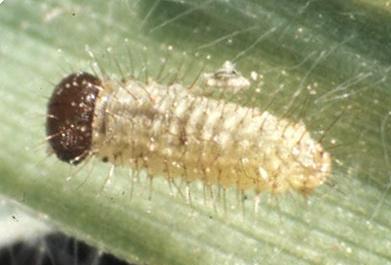 Hetronympha penelope