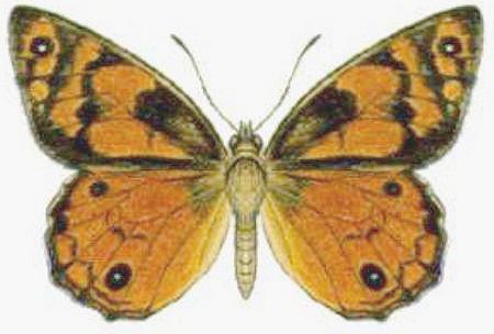 Hetronympha penelope