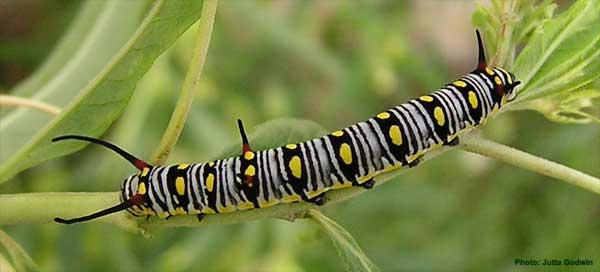 Danaus petilia