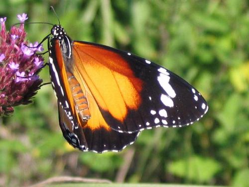 Danaus petilia