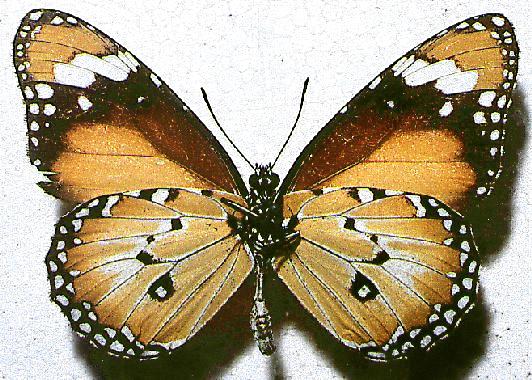 Danaus petilia