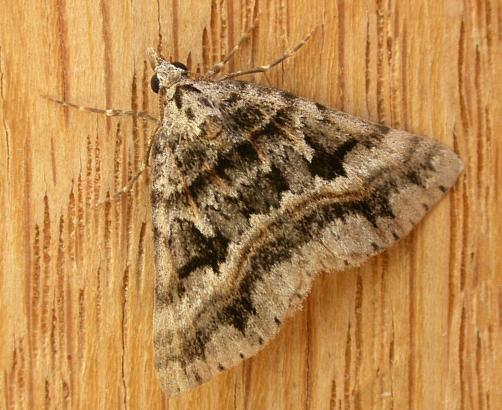 Dichromodes longidens