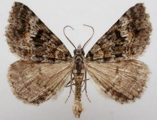 Dichromodes longidens