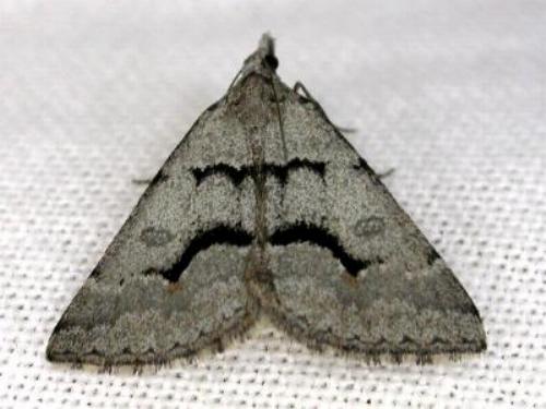 Dichromodes mesogonia