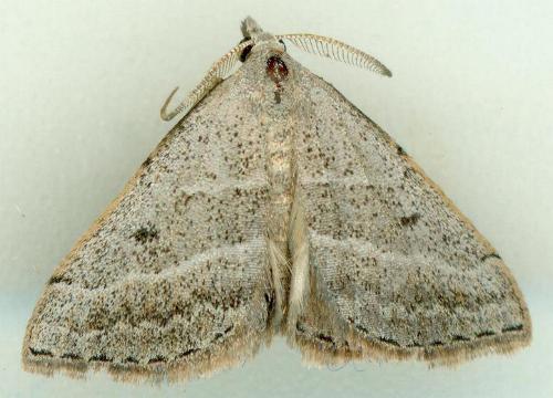 Dichromodes molybdaria