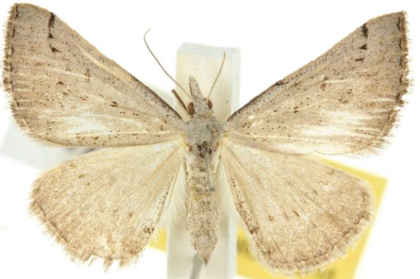 Dichromodes molybdaria