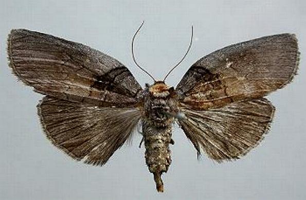 Discophlebia lucasii