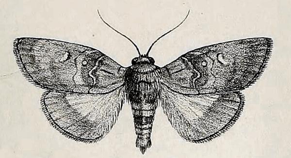 Discophlebia lucasii
