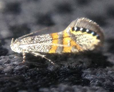 Aeolocosma cycloxantha