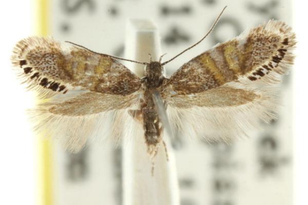 Aeolocosma cycloxantha